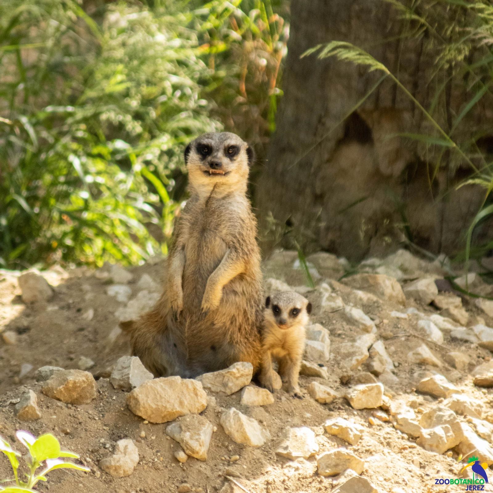 Nace un suricato en el Zoo de Jerez