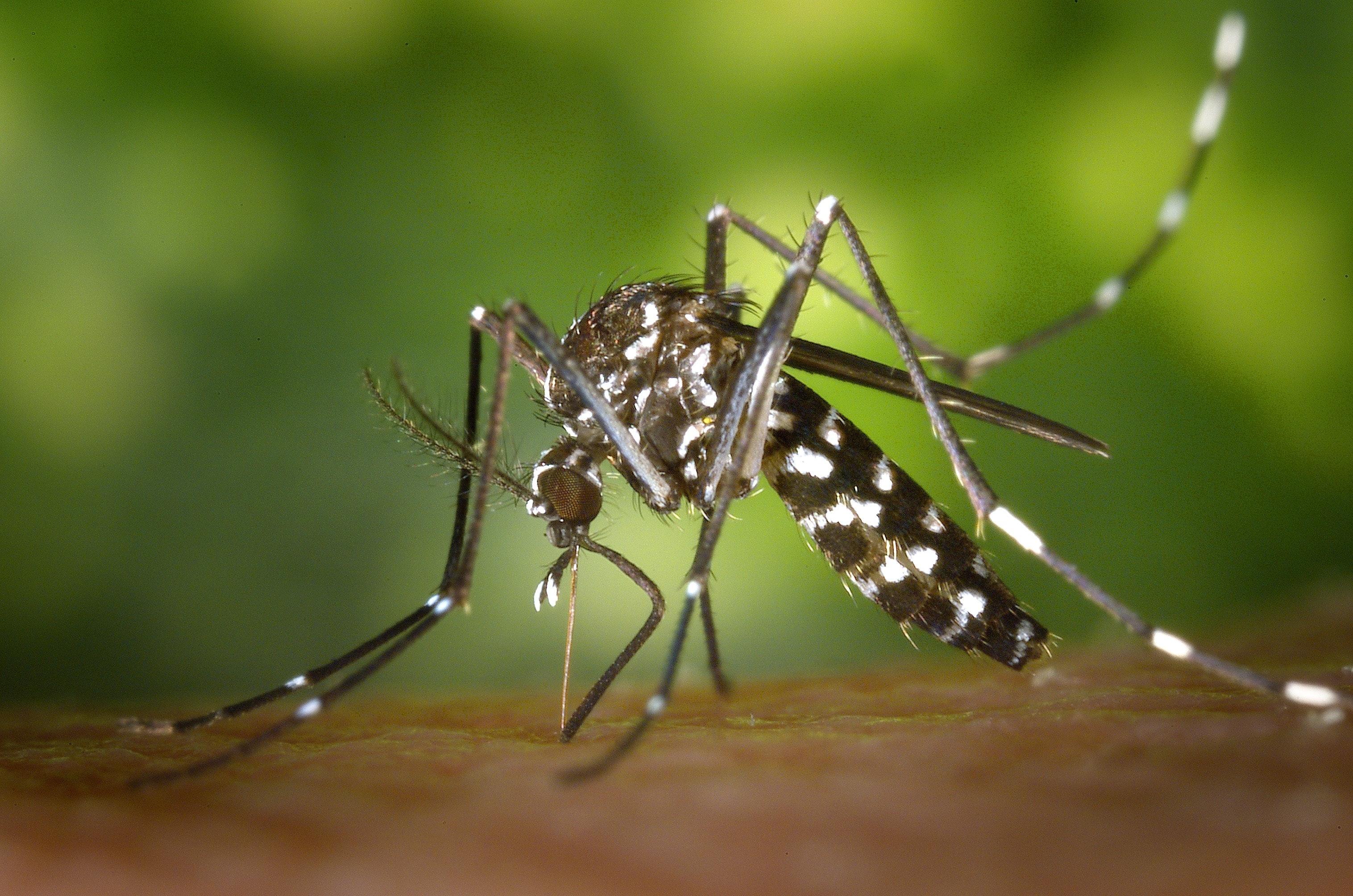 Jerez, en nivel 3 de riesgo por el Virus del Nilo Occidental