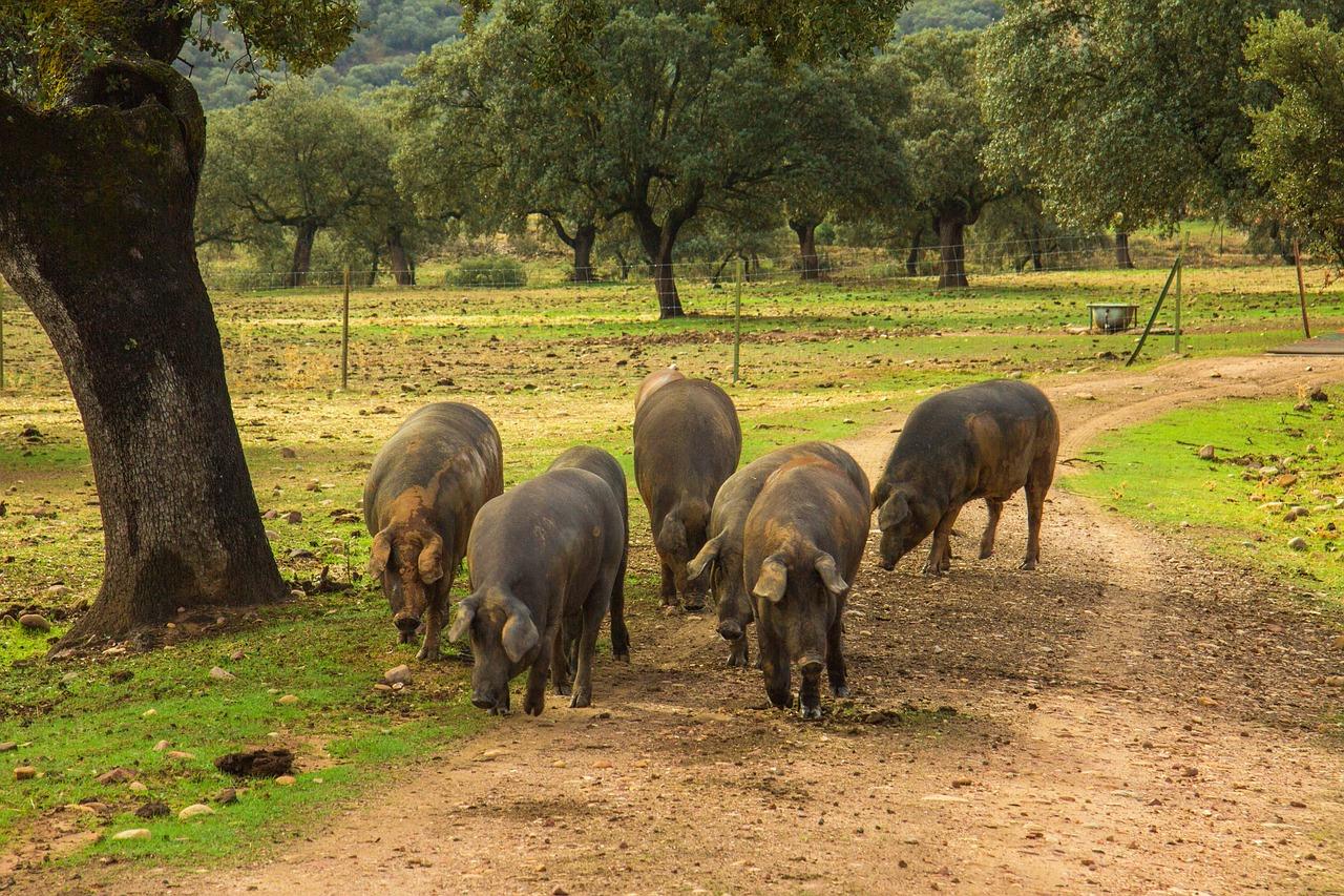 COAG Andalucía reclama al Gobierno la inclusión del porcino ibérico en extensivo en las ayudas por sequía