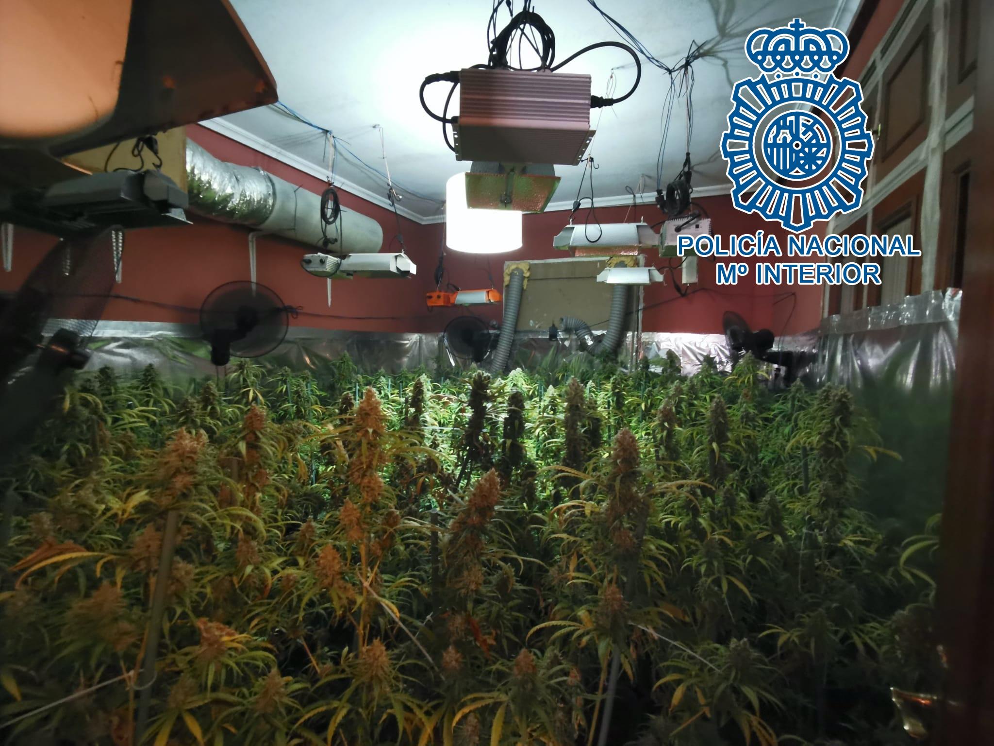 La Policía Nacional desmantela una plantación indoor de marihuana oculta en un domicilio de Jerez
