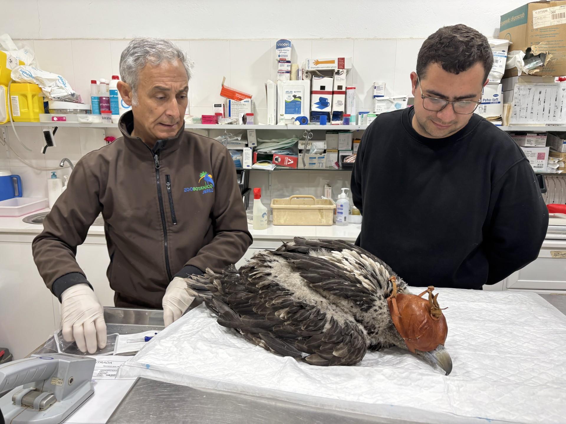 El Zoo de Jerez traslada a Francia su segundo pollo de quebrantahuesos nacido el pasado mes de marzo