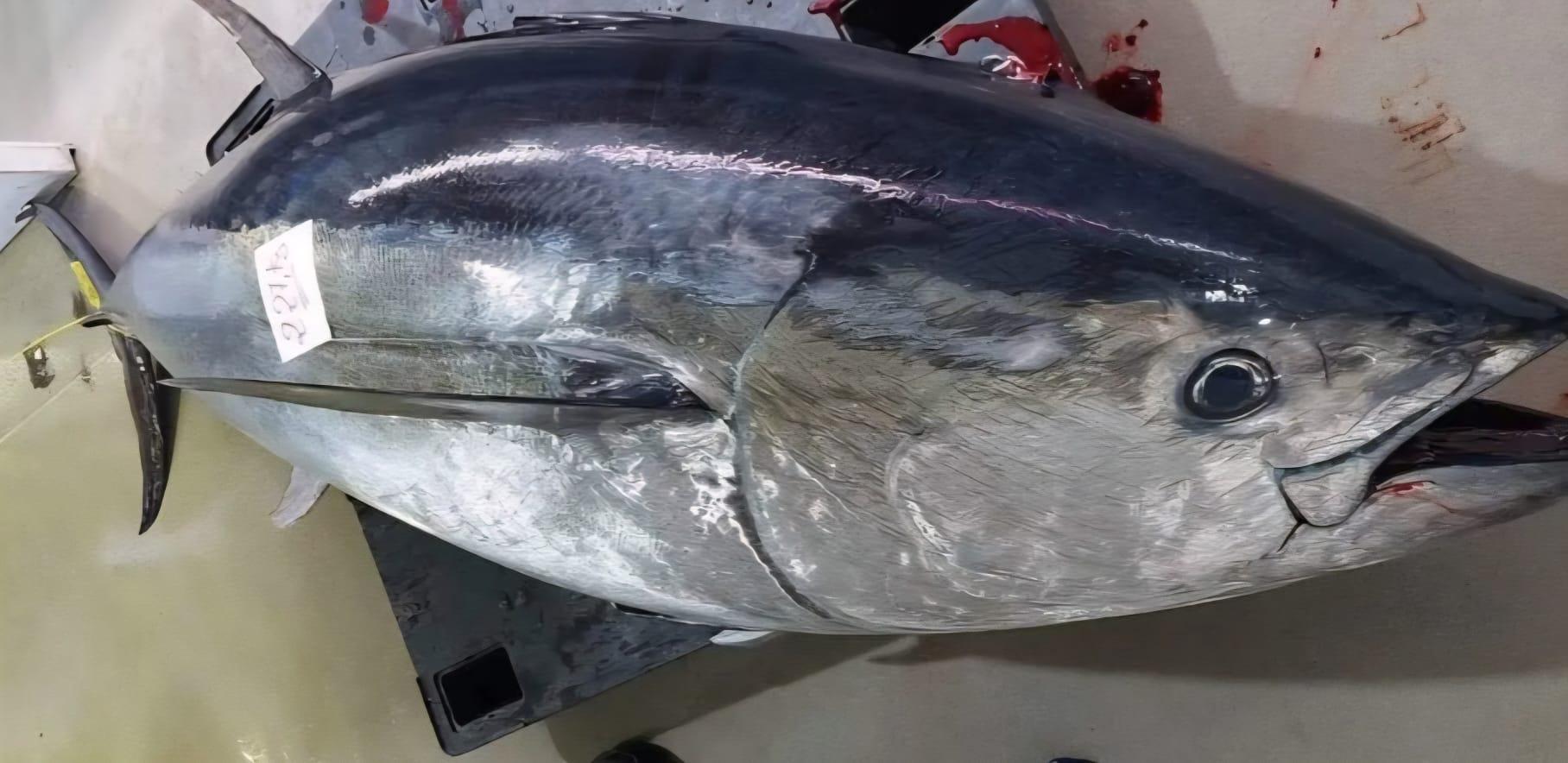 Otra vez el ‘Atún del Carmen’
