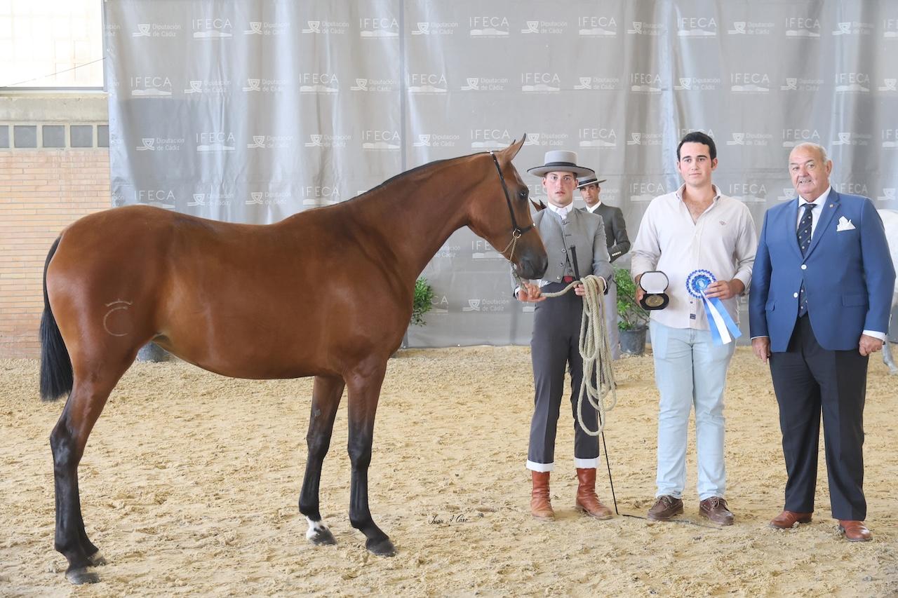 La actividad ecuestre continúa en Jerez con un jueves dedicado al caballo de Pura Raza Española y al Hispano-Árabe 