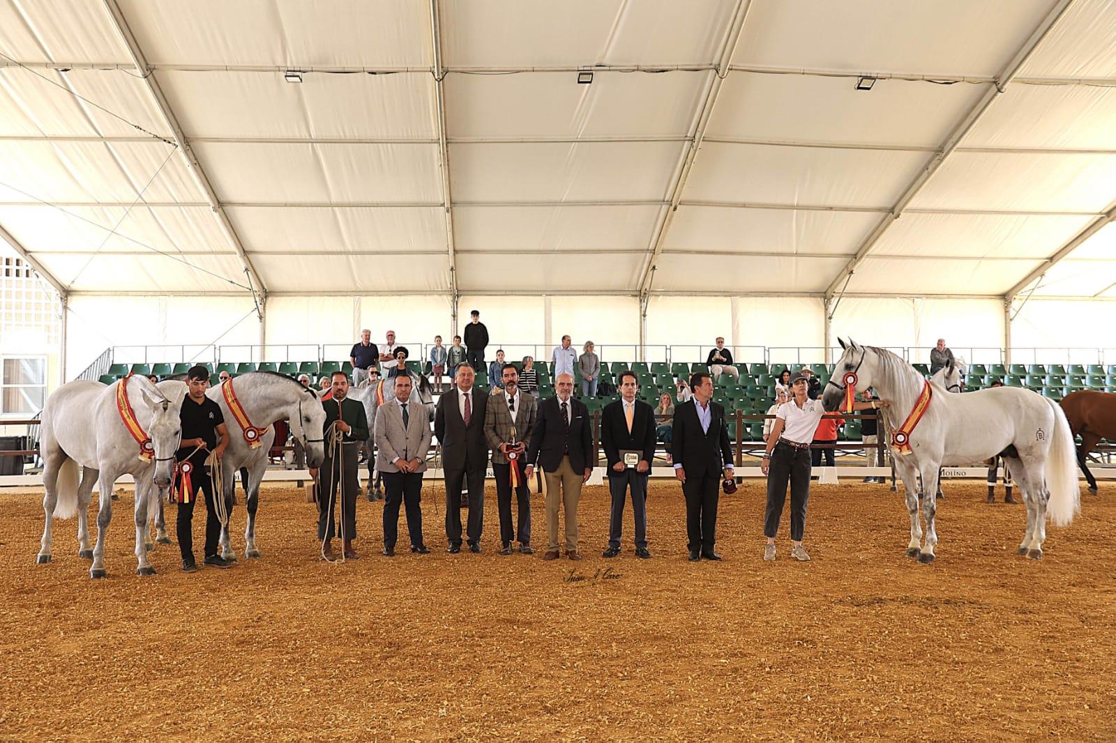 La prueba de modelos y aires Anglo-Árabes, una de las más destacadas de la programación ecuestre de la Feria del Caballo de Jerez