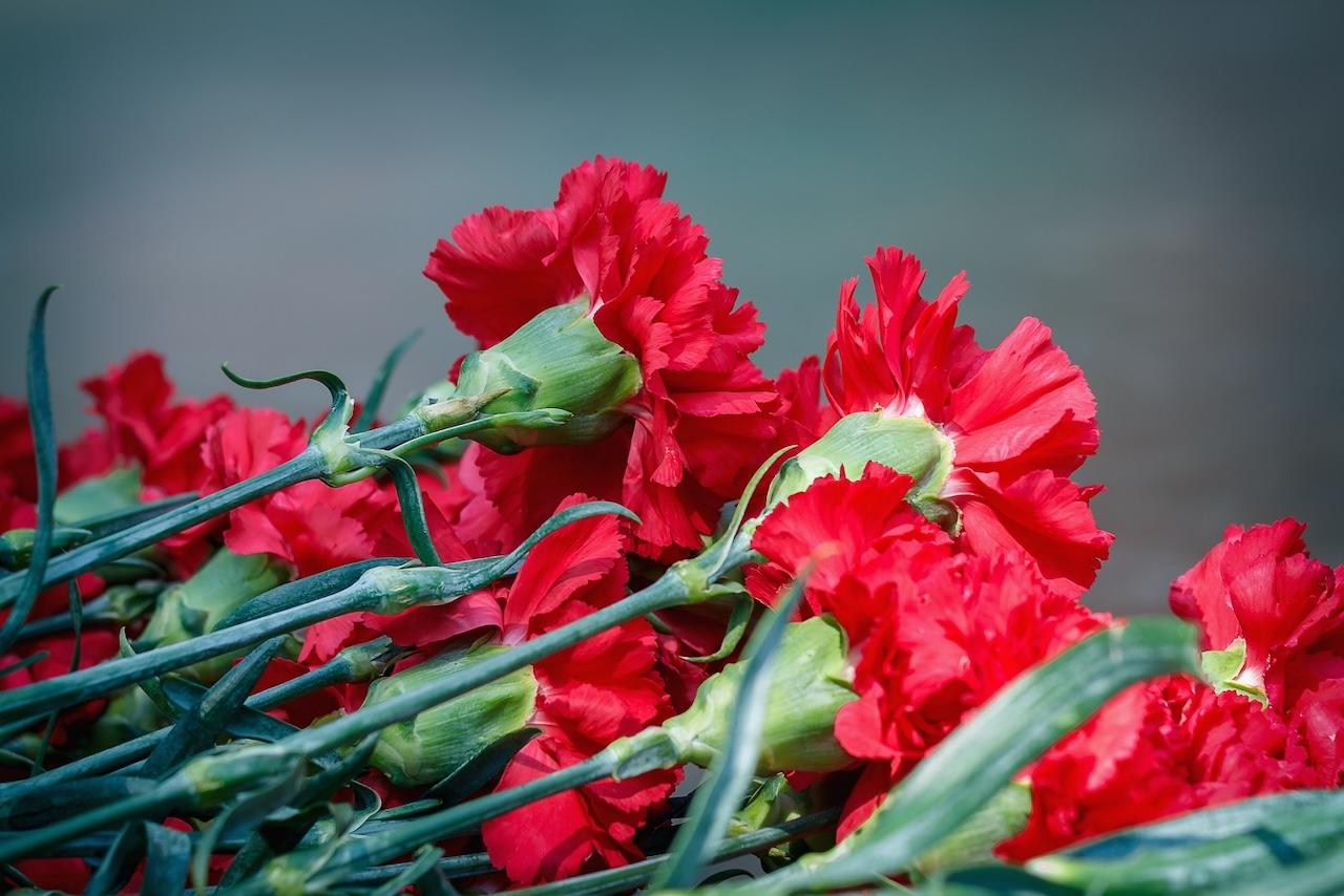 Más de mil hectáreas andaluzas se dedican al cultivo de flor cortada y planta ornamental