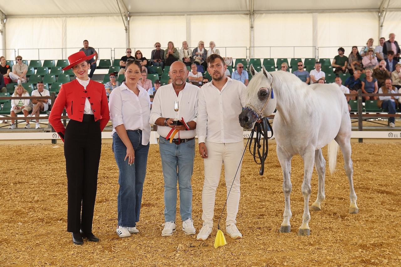 IFECA Jerez acoge los concursos morfológicos de Pura Raza Española e Hispano Árabe de la Feria del Caballo