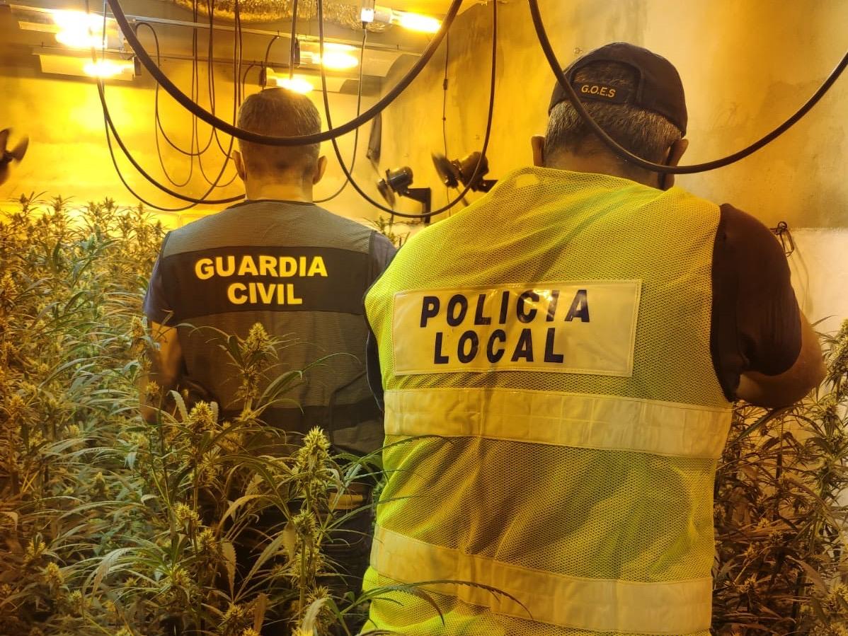 Dos nuevos detenidos en Jerez por plantar marihuana y otras 563 plantas incautadas