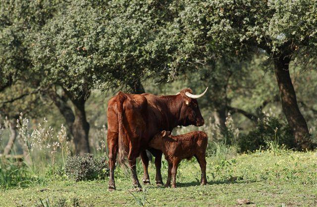 Convocadas ayudas por valor de 7 millones de euros para la ganadería andaluza afectada por la sequía