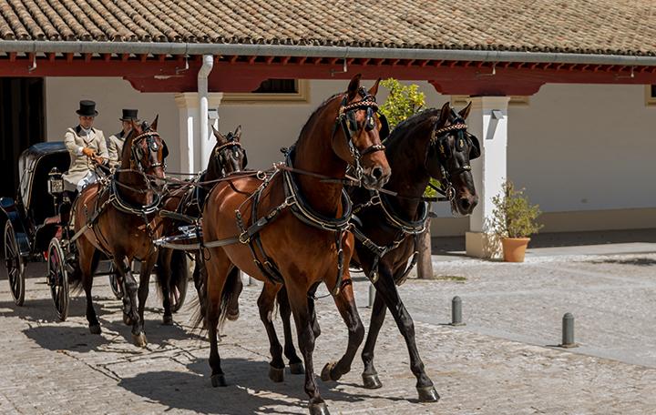 El V Concurso Internacional de Enganches de Tradición de Jerez, este sábado 12 de noviembre