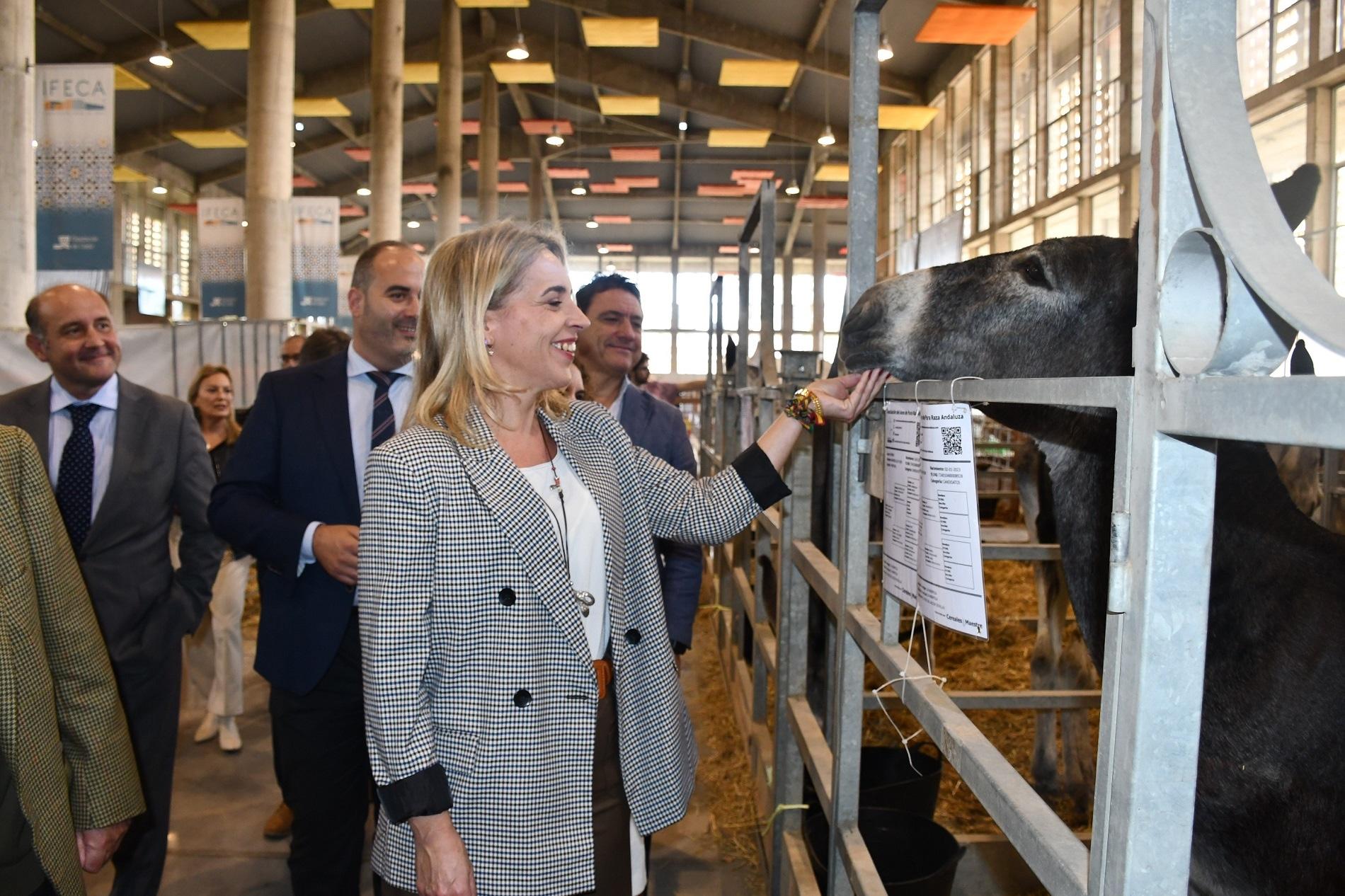 Inaugurada en IFECA la XXIV edición de Fegasur con más de 700 cabezas de ganado