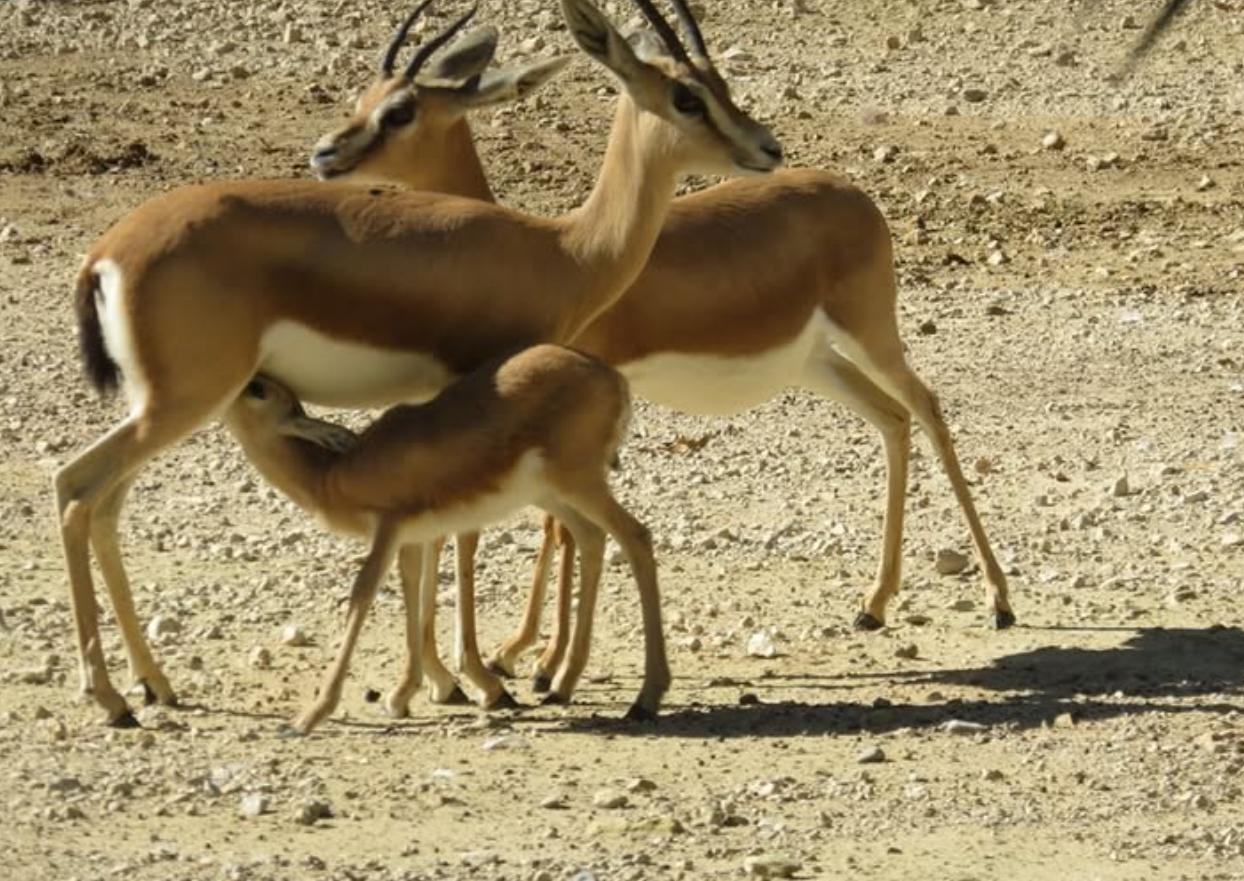 El Zoo de Jerez acoge el nacimiento de cuatro gacelas dorcas