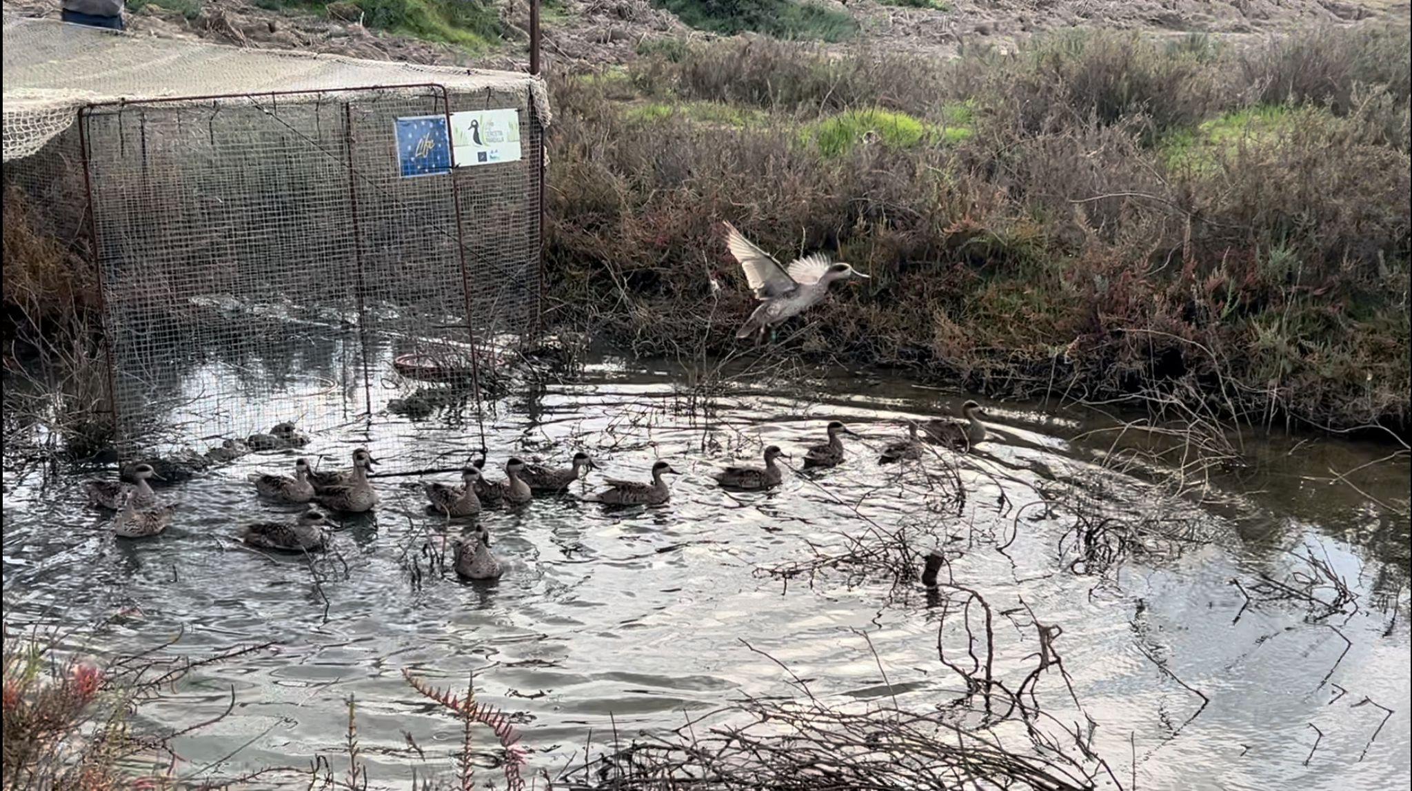 Liberados 19 pollos de cercetas pardillas criados en el Zoobotánico de Jerez