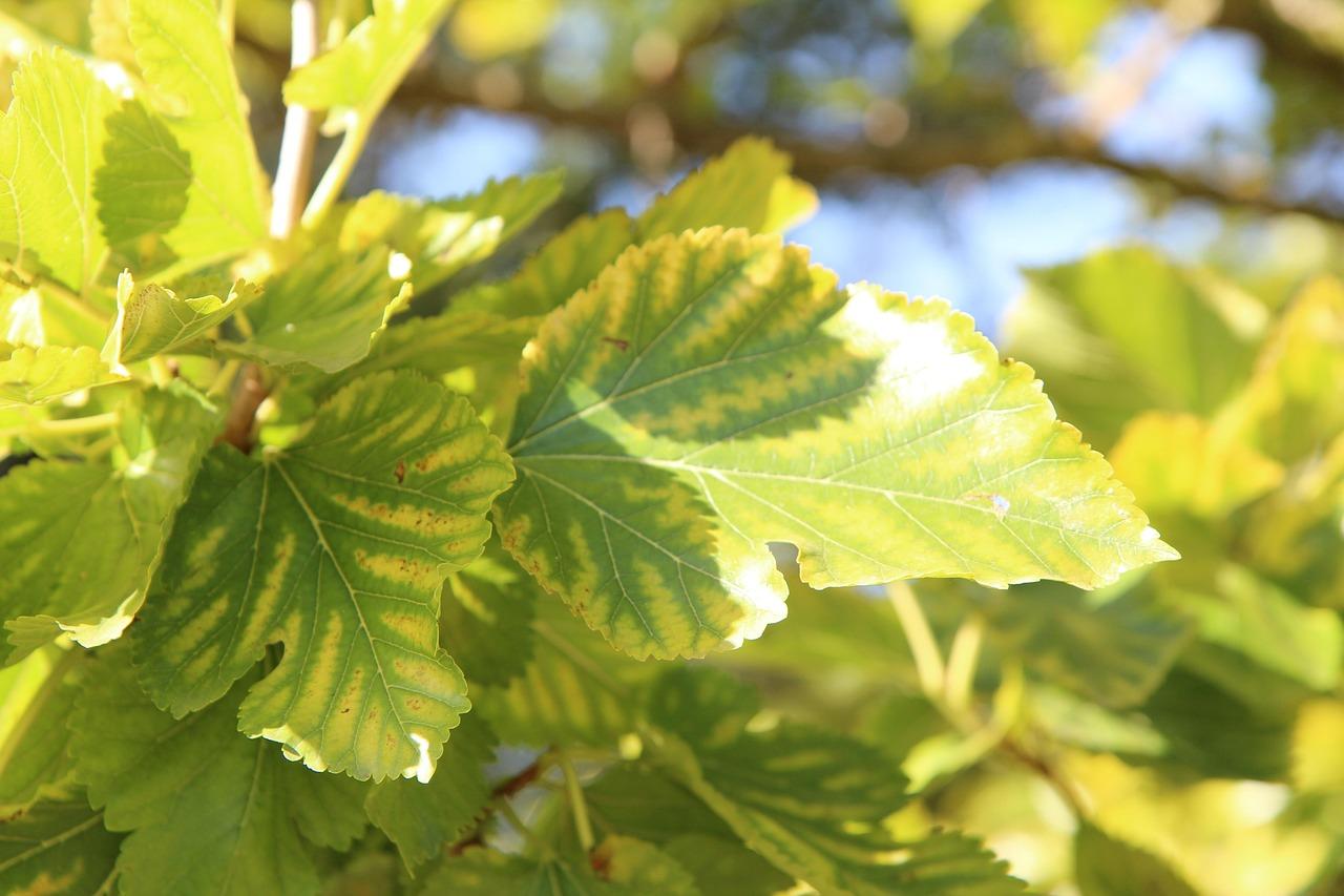 'Emparrados', el proyecto sostenible para el Centro Histórico de cara a Jerez 2031 Capital Europea de la Cultura