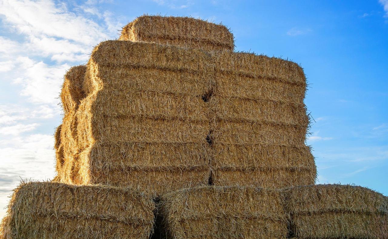 Fegasur se suspende en IFECA Jerez ante los riesgos sanitarios provocados por la dermatosis nodular