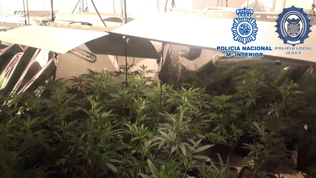 Policía Nacional y Local desarticulan en Jerez una nueva plantación masiva de marihuana