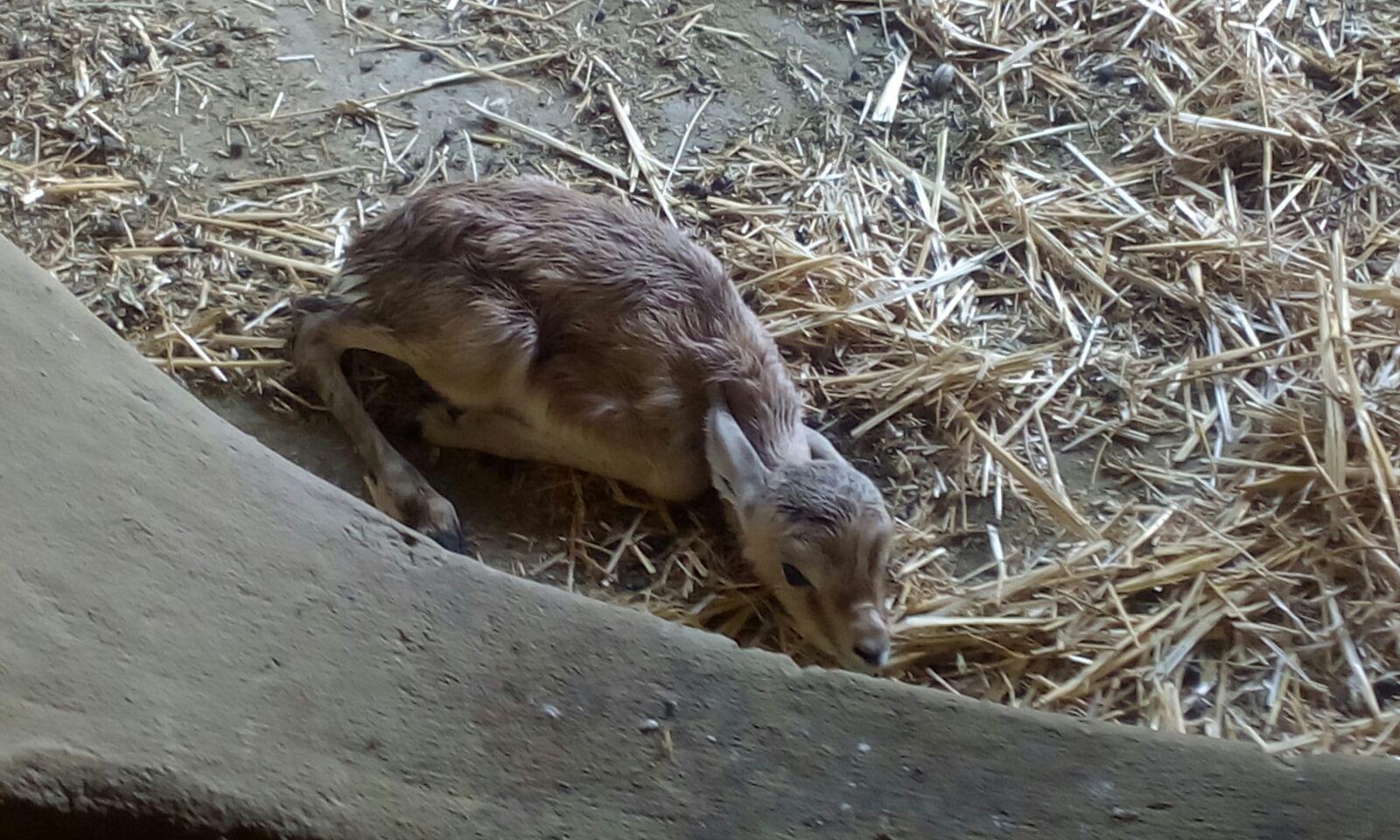 Nacen cuatro gacelas dorcas en el Zoobotánico de Jerez