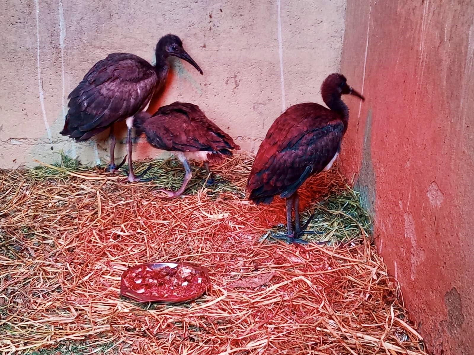 Nacen tres ibis escarlatas en el Zoobotánico de Jerez