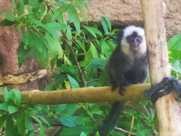 Nacen tres monos titís de diferentes especies en el Zoobotánico de Jerez