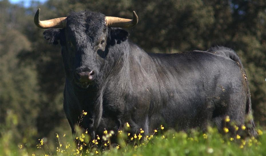 El Consejo de Gobierno aprueba la creación de los Premios Andalucía de la Tauromaquia