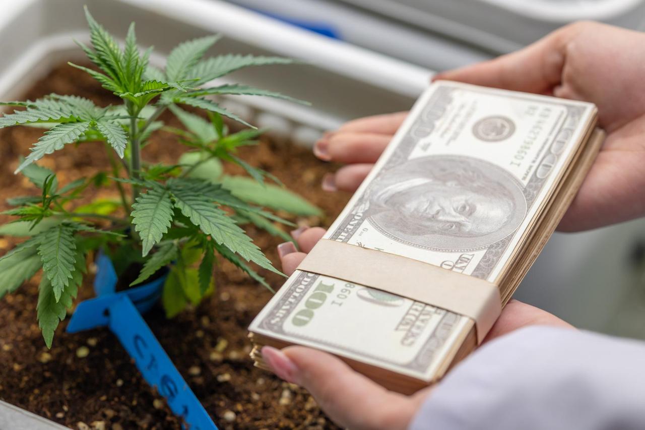 Beneficios económicos de la regularización de la industria del cannabis