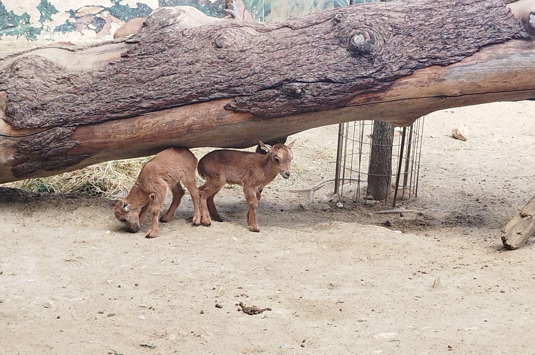 Parto gemelar de una hembra de muflón del Atlas en el Zoobotánico de Jerez