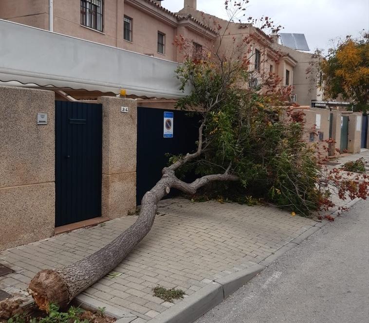Ascienden a más de 700 las incidencias por el temporal de lluvia y viento en Andalucía