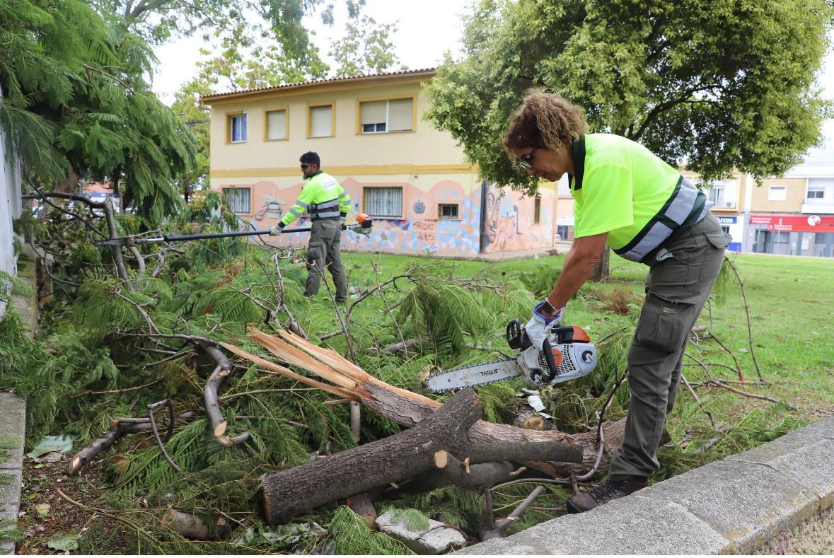 El Gobierno de Jerez refuerza la recogida de árboles y restos del temporal con medios técnicos y personal