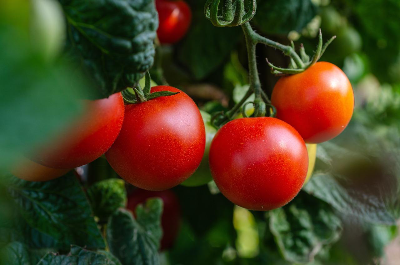 Los privilegios de la UE al agronegocio en Marruecos abocarían a España a ser importador neto de tomates en 2035