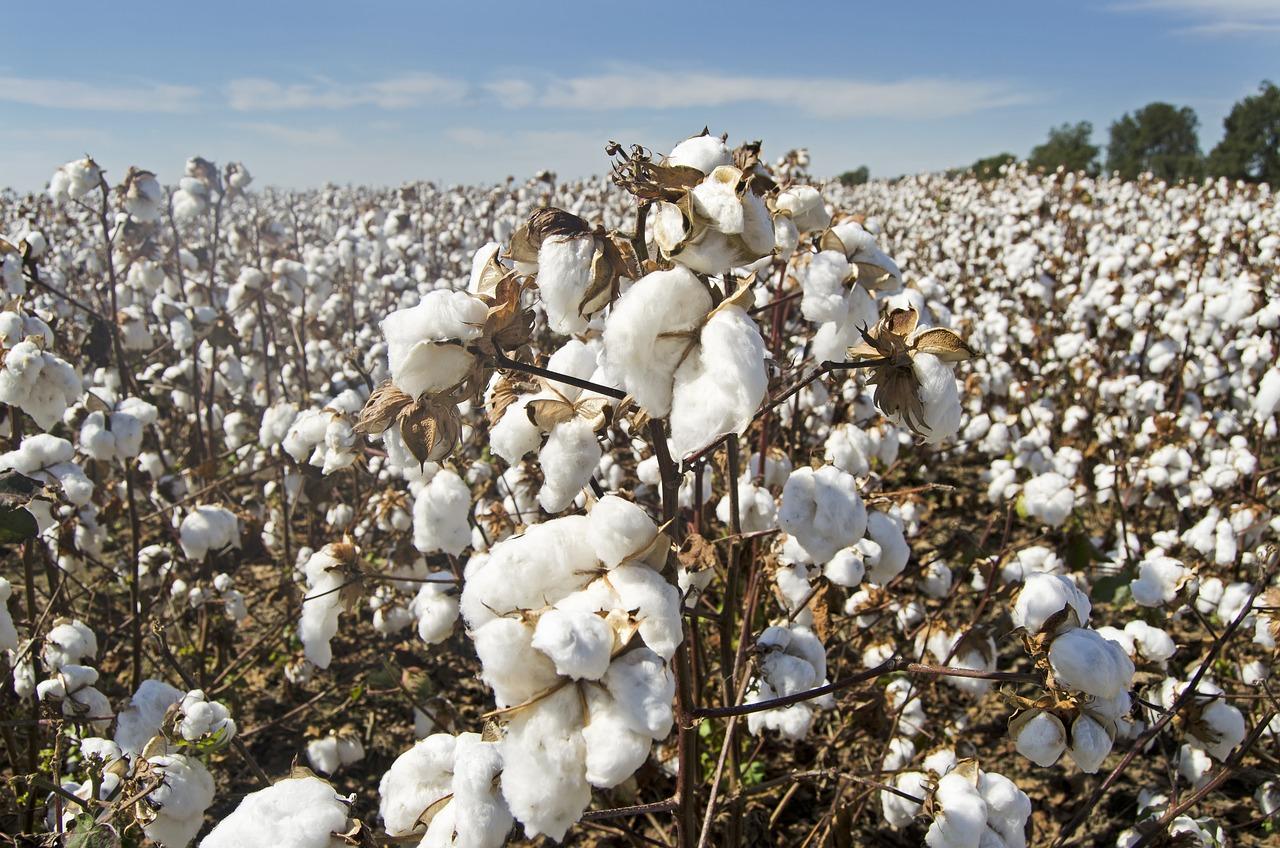 La Consejería de Agricultura destina 60 millones de euros a ayudas agroambientales para algodón y remolacha