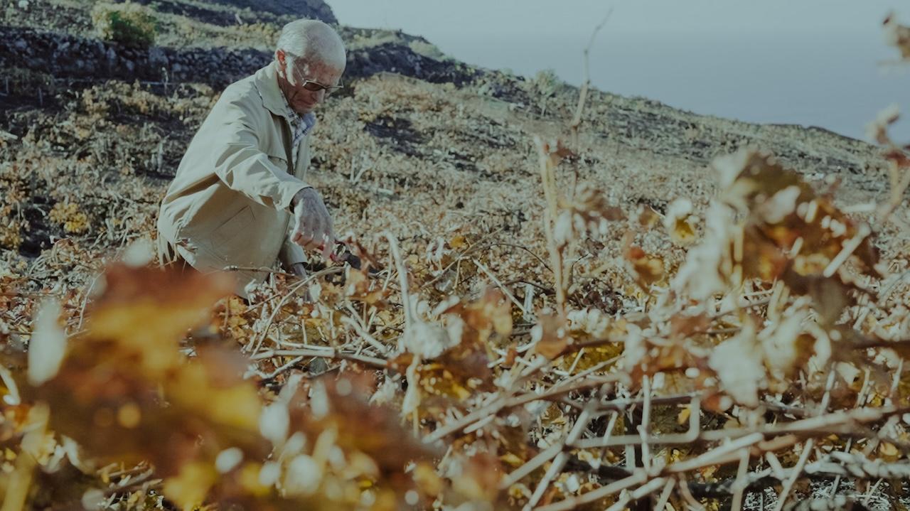 Ángel de Viñas de González Byass llega a los pies del volcán de La Palma