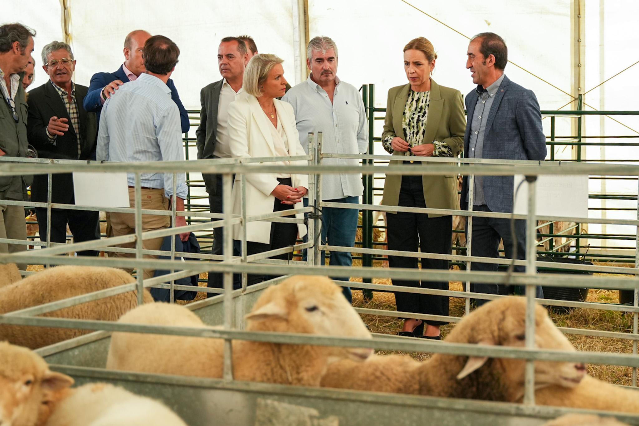 La XI Feria Ganadera reúne en Benaocaz la mejor selección de ovejas merinas y cabras payoyas