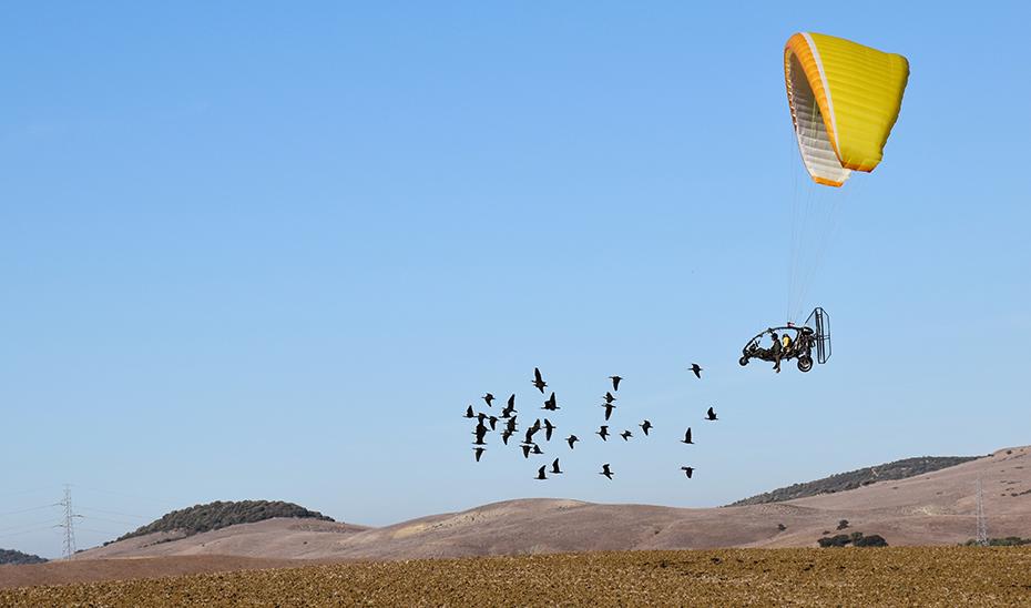 De vuelta a casa: el ibis eremita regresa con pasos firmes hacia su conservación