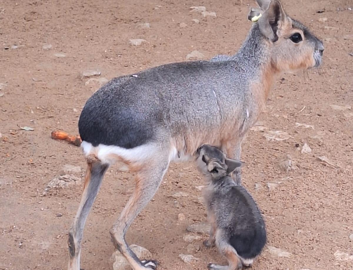 La cigüeña negra nacida en el Zoo de Jerez se liberará en Madrid y la nueva cría de mara ya puede visitarse