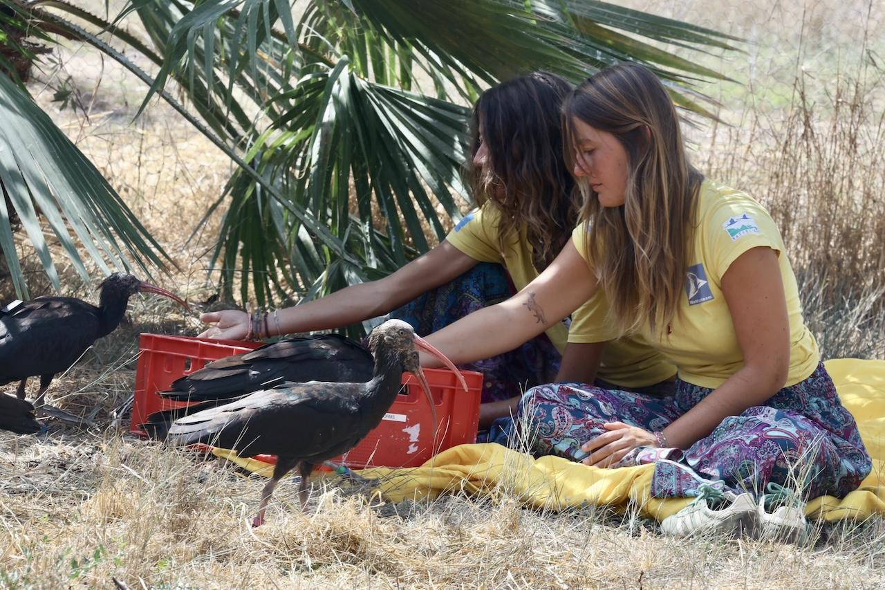 El Zoo de Jerez coordina la llegada de 15 ejemplares de ibis eremita desde Alemania hasta Barbate
