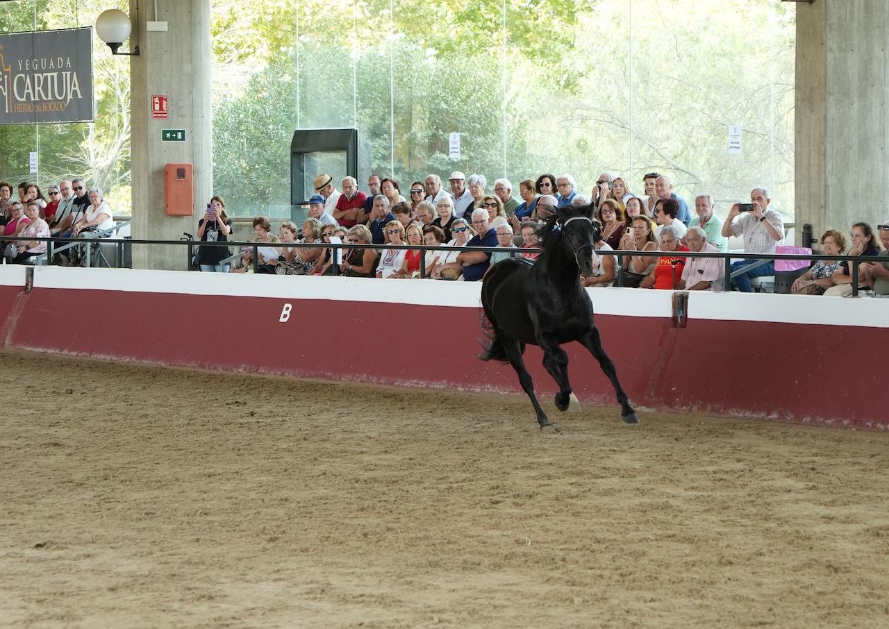 La Yeguada Cartuja vive una jornada de visita especial por la Semana de las Personas Mayores de Jerez