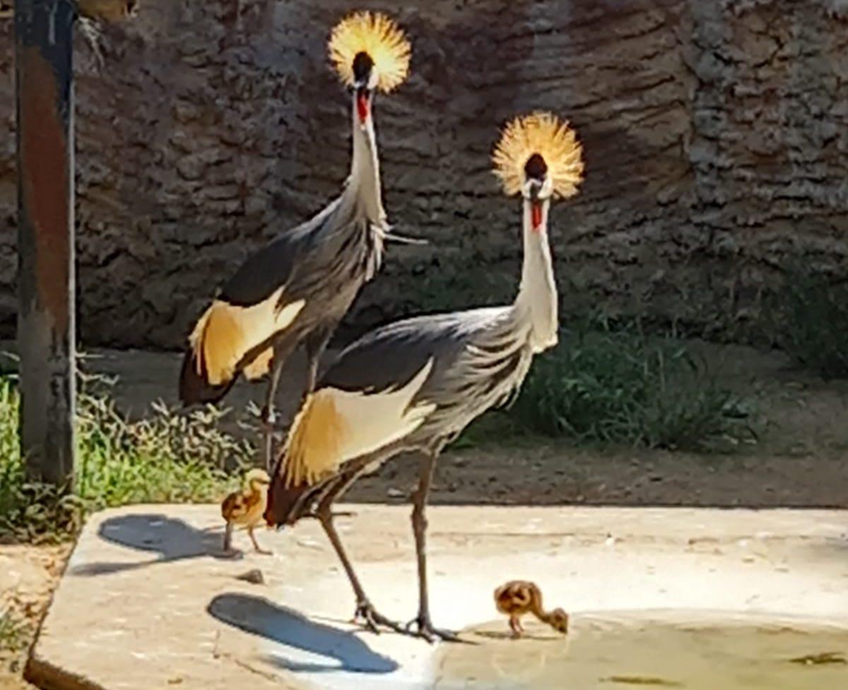 El Zoobotánico de Jerez celebra este sábado el Día de las Aves