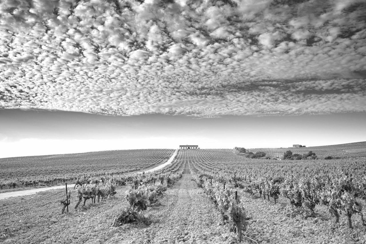Abel Valdenebro gana el I Certamen fotográfico 'Viñas de los vinos de Jerez' con una imagen de Viña La Riva