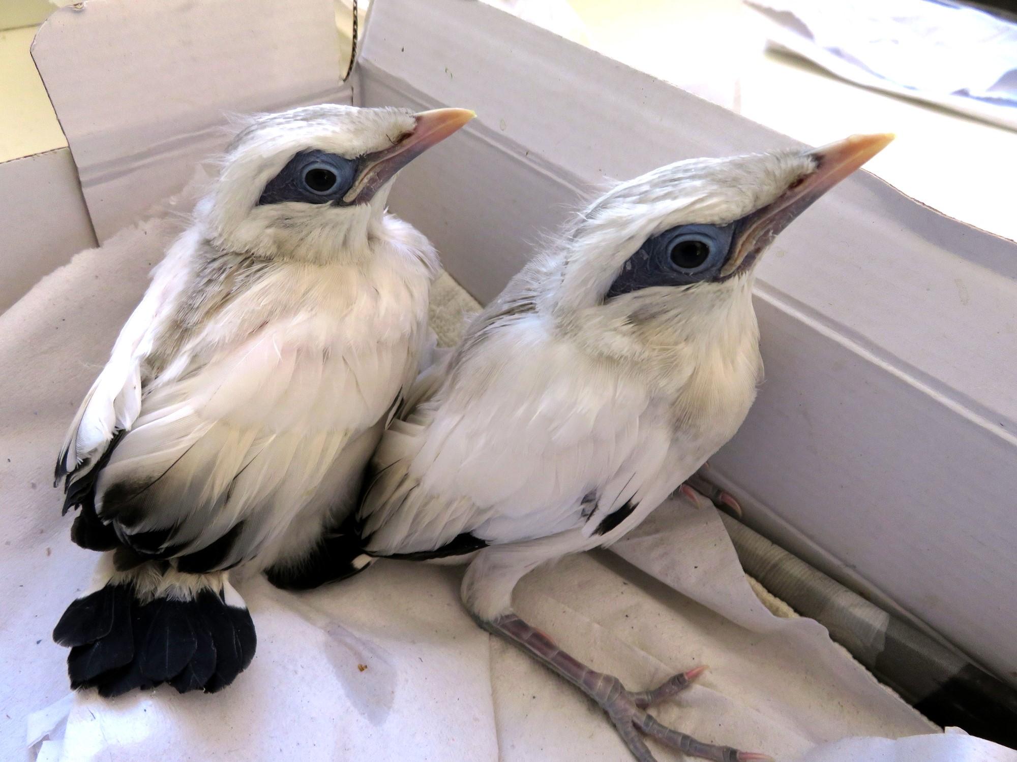 Nacen cuatro pollos de Miná de Bali en el Zoobotánico de Jerez