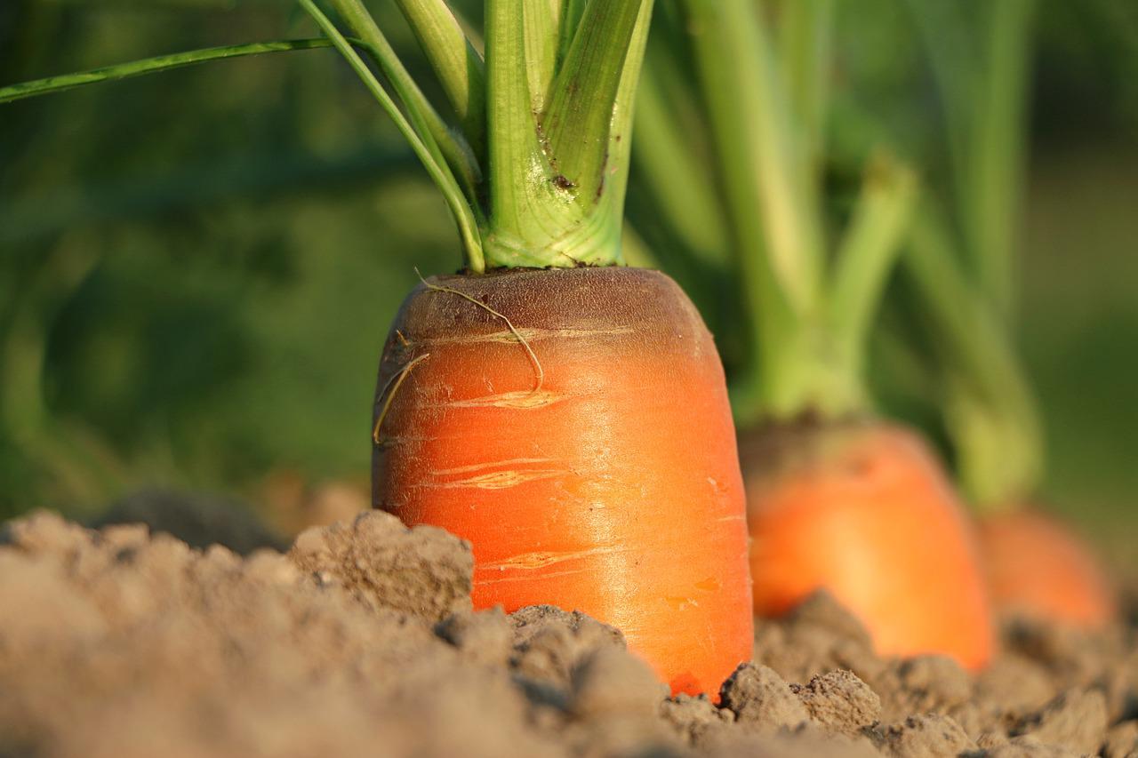 "Agricultores y ganaderos andaluces, vendidos por Planas"