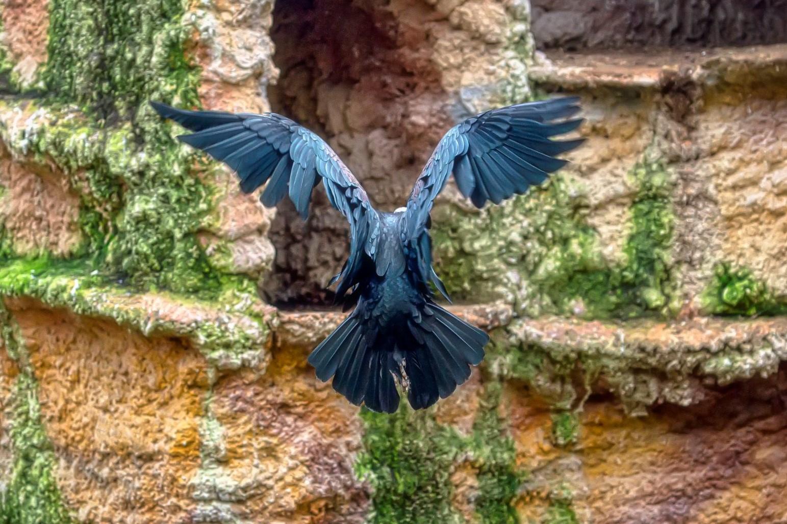 El Zoobotánico de Jerez celebra este sábado el Día de las Aves con actividades para todos los públicos