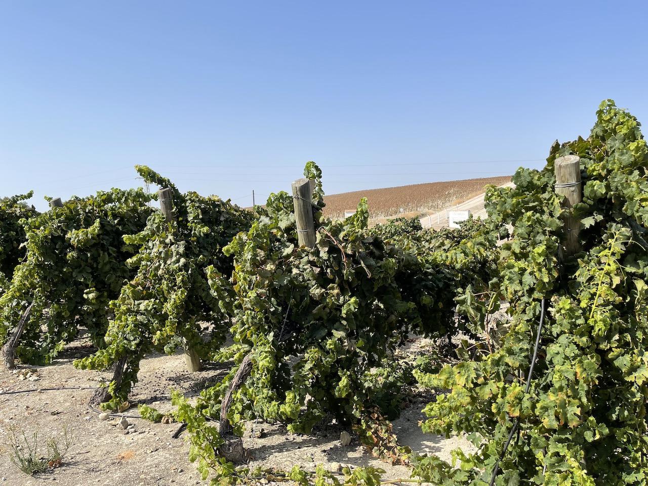 Casal (AxSí): "Los trabajadores de la vid de Jerez son imprescindibles"