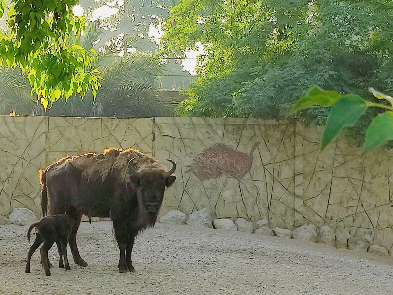 Nace una cría de bisonte europeo en el Zoobotánico de Jerez