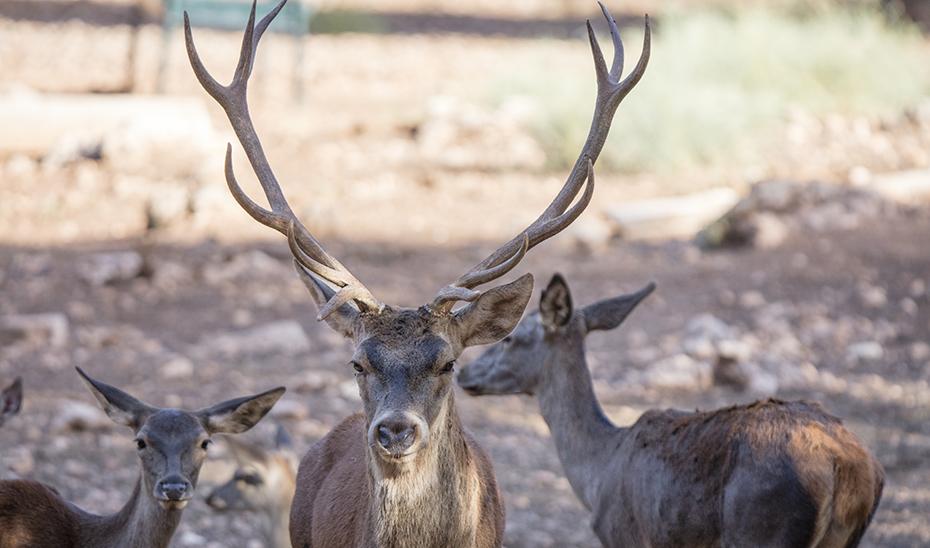 La berrea en Andalucía, un espectáculo natural que une a la fauna y al ecoturismo responsable