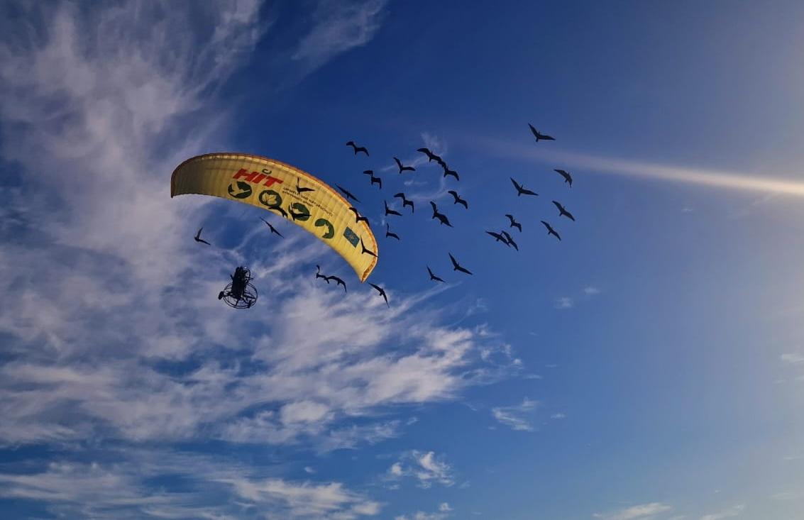 Los ibis eremitas del proyecto impulsado por el Zoo de Jerez y la Junta llegarán a Medina-Sidonia o Villamartín en los próximos días