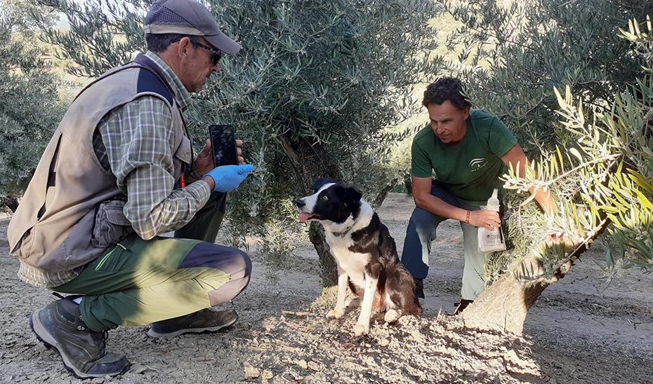 Sky, Juno, Ruma y Kenia son los nuevos integrantes del equipo encargado de velar por el lince ibérico