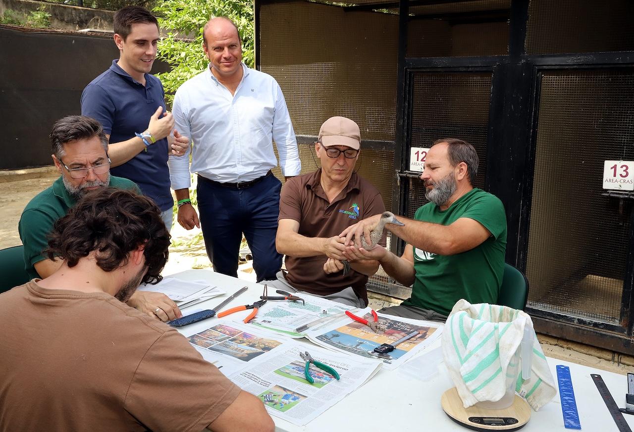 El Zoo de Jerez avanza en la reintroducción de la cerceta pardilla en su hábitat natural