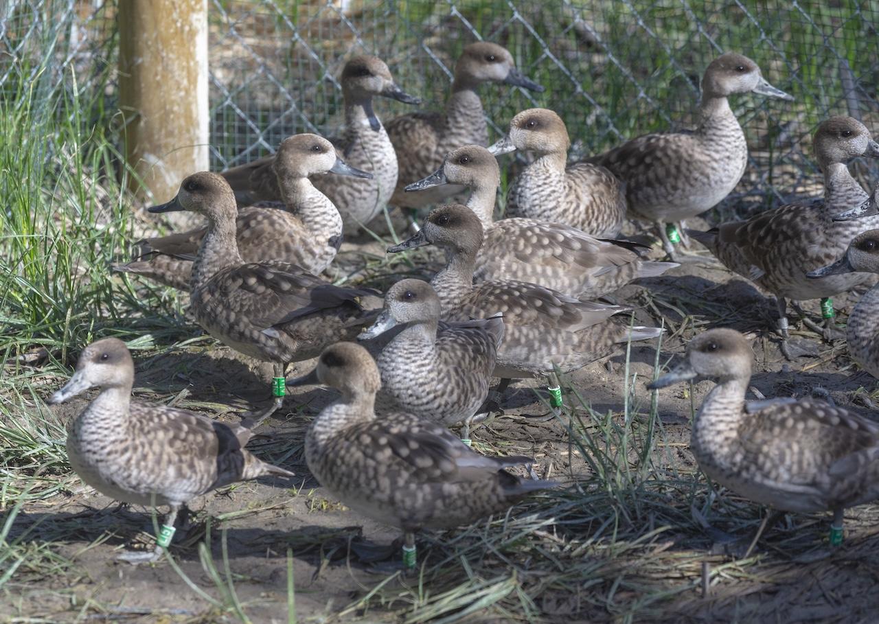 Comienza la construcción de un centro de cría para la cerceta pardilla en el Zoobotánico de Jerez