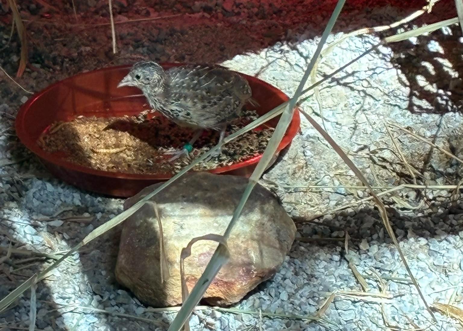 Un total de 18 torillos andaluces llegan a Jerez para iniciar los trabajos de reintroducción de la especie 